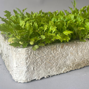 Compostable Mycelium Seed Tray