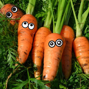 Organic Seeds: Carrot Bambino